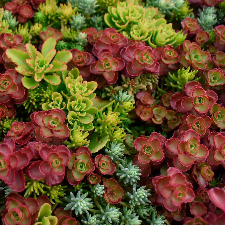 Sedum Tile&reg; Color Splash Stonecrop Image