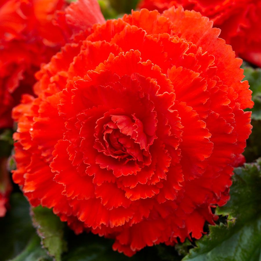 Begonia Fimbriata Red and Orange Blend Bulbs
