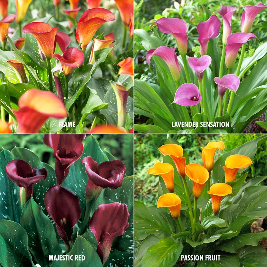 Zantedeschia Collection Calla Lily Bulbs Image