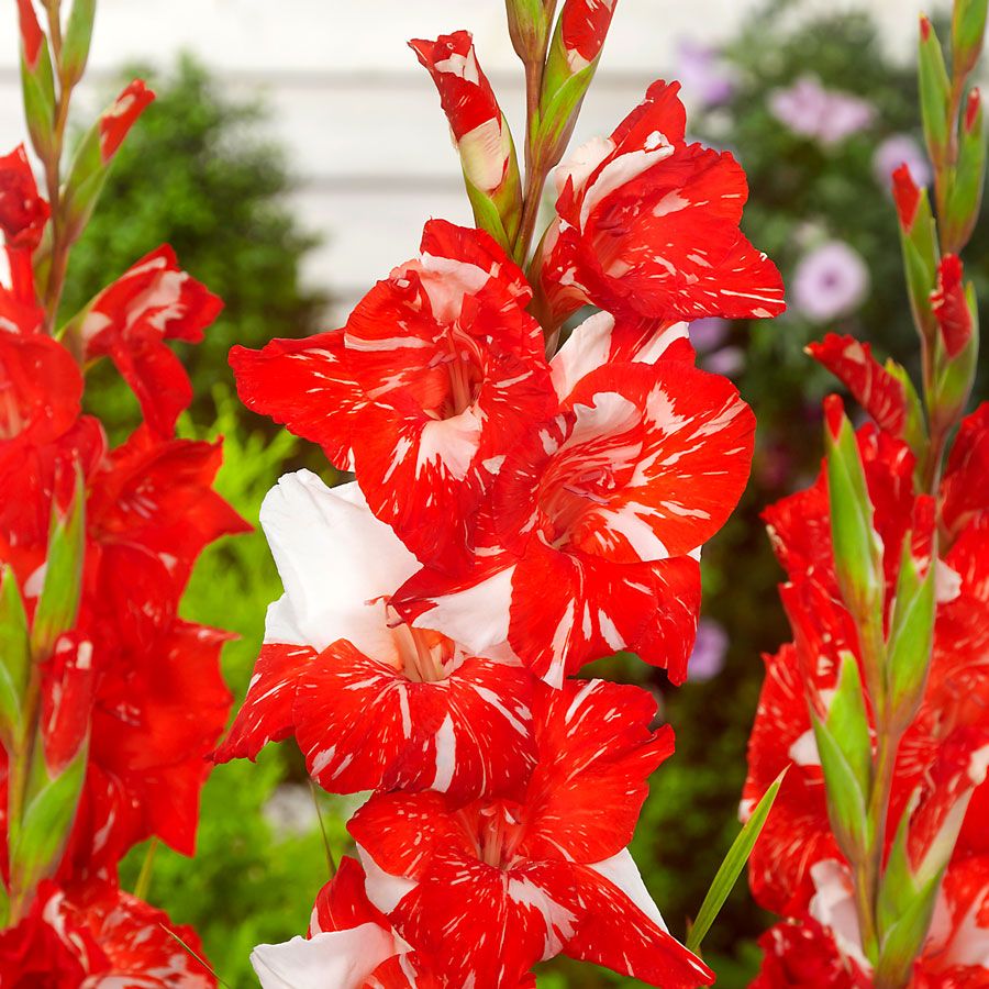 Gladiolus 'Zizanie' Bulbs Image