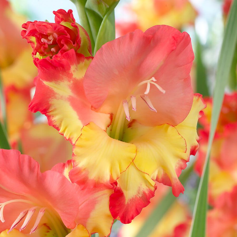 Gladiolus 'Princess Margaret Rose' Bulbs Image