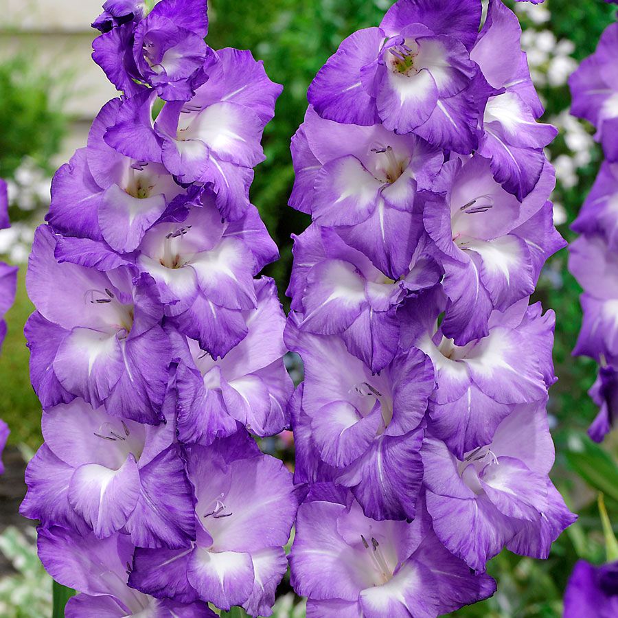 Gladiolus 'Nori' Bulbs Image