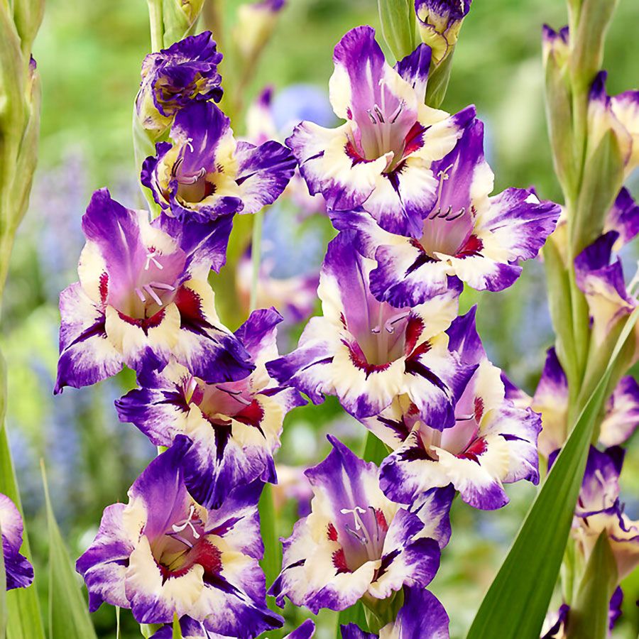 Gladiolus 'Circus Color' Bulbs Image