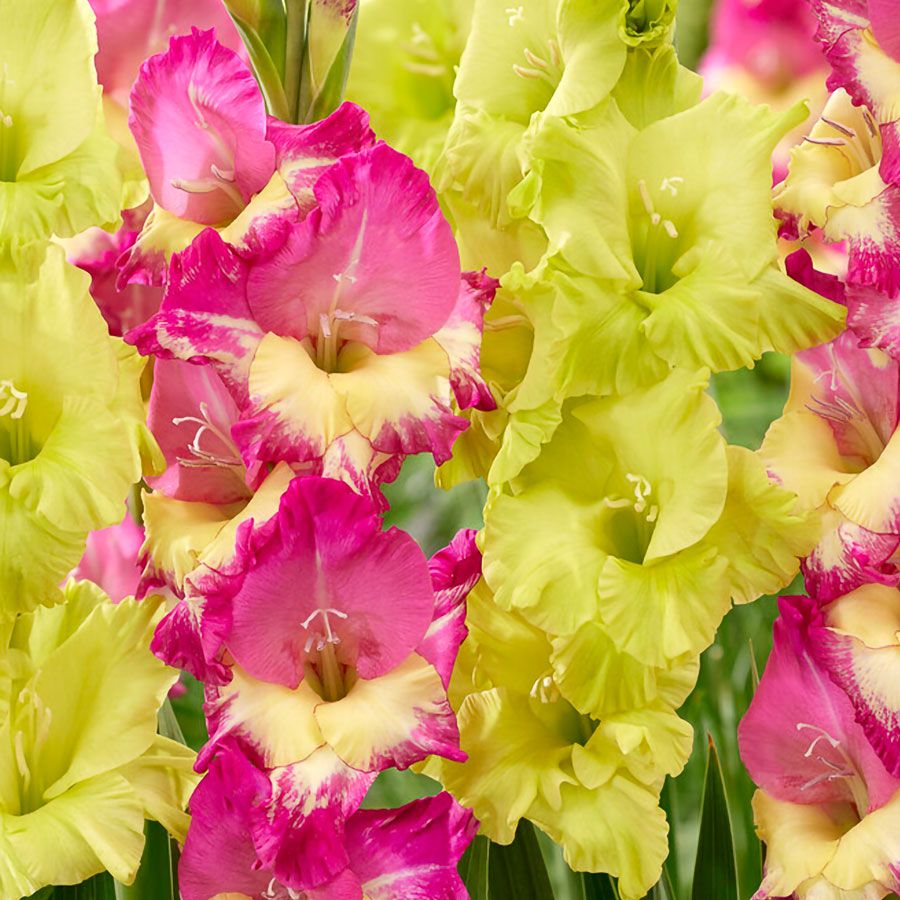 Gladiolus Exuberant Koi Blend Bulbs Image