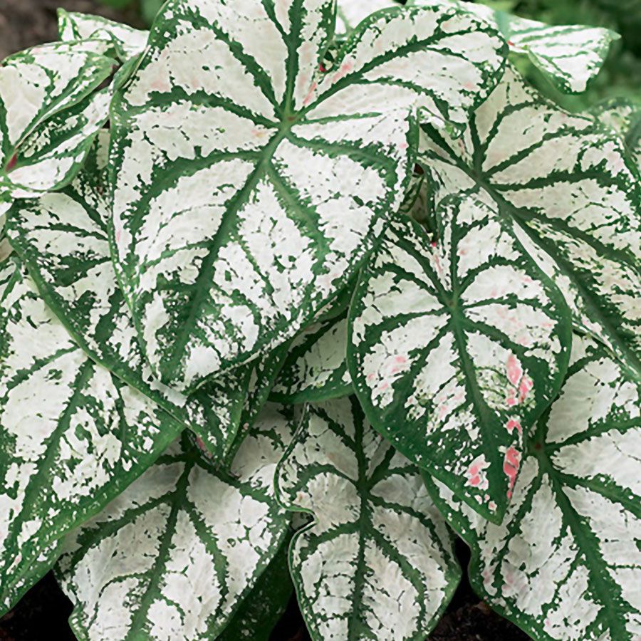 Caladium 'White Christmas' Bulbs Image