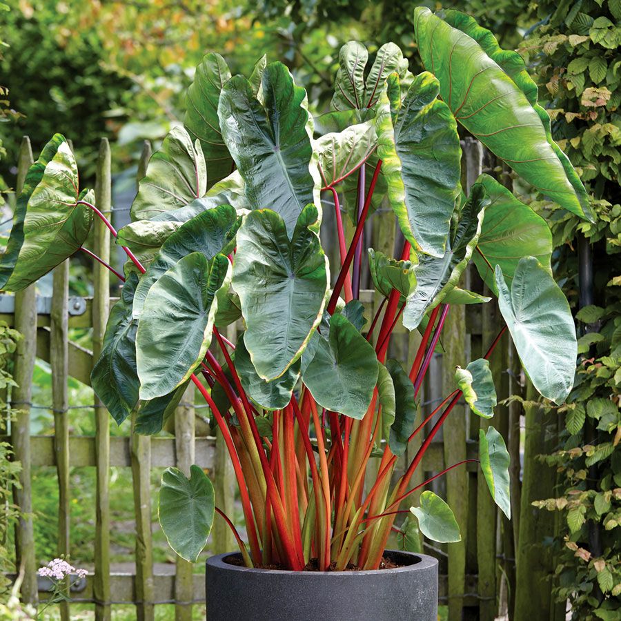 Colocasia 'Hawaiian Punch'  Elephant Ear Bulb Image
