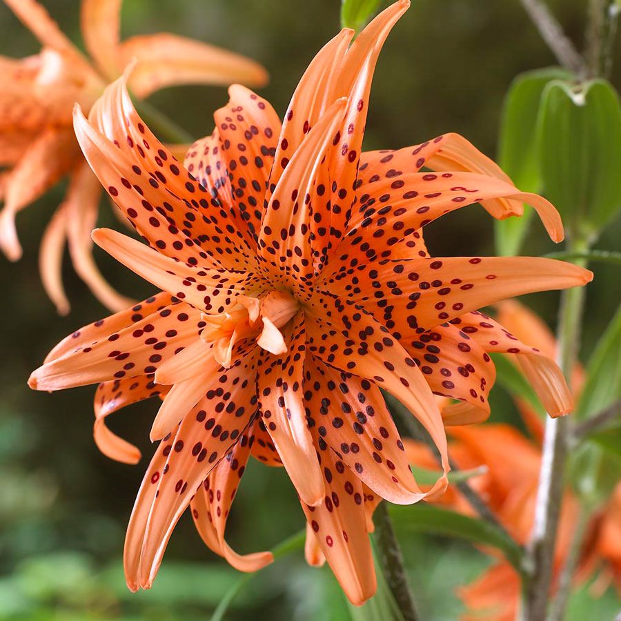 Lilium 'Double Tiger' Tiger Lily Bulbs Image