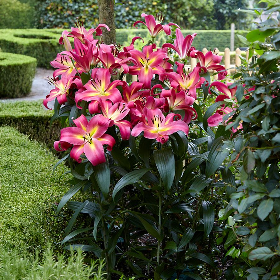 Lilium 'Empoli Tree Lily Bulbs Image