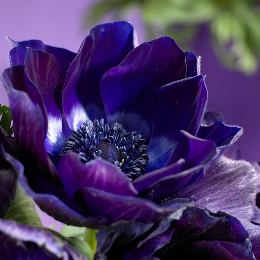 Anemone 'Mr. Fokker' Windflower Bulbs Image