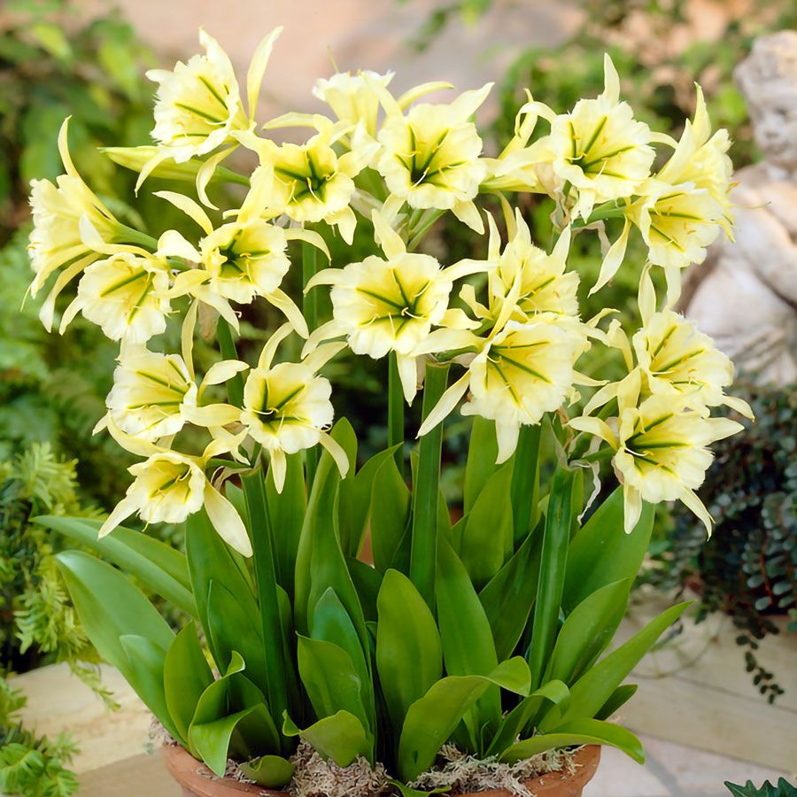 Hymenocallis 'Sulphur Queen' Peruvian Daffodil Bulbs Image