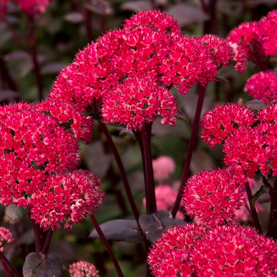 Sedum 'Red Cauliflower' Image