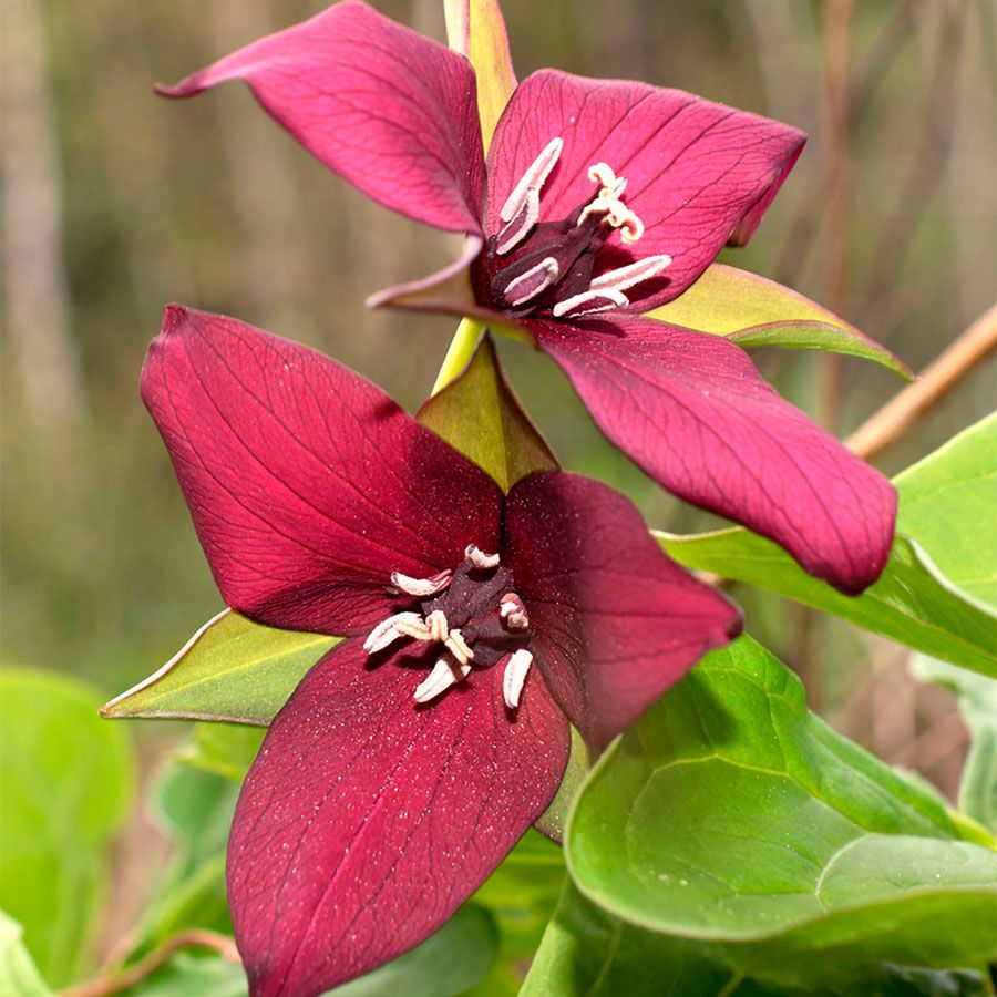 Trillium erectum Red Image