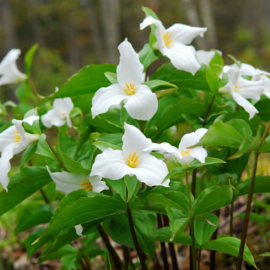 Trillium grandiflorum White Image