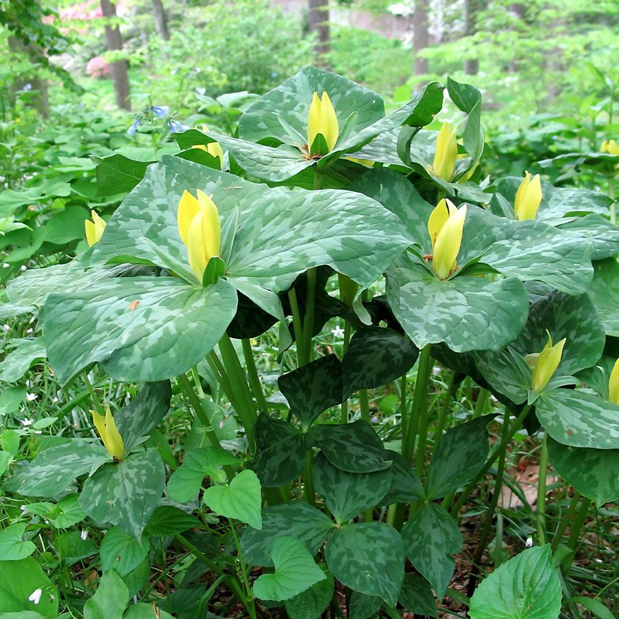 Trillium luteum Yellow Image