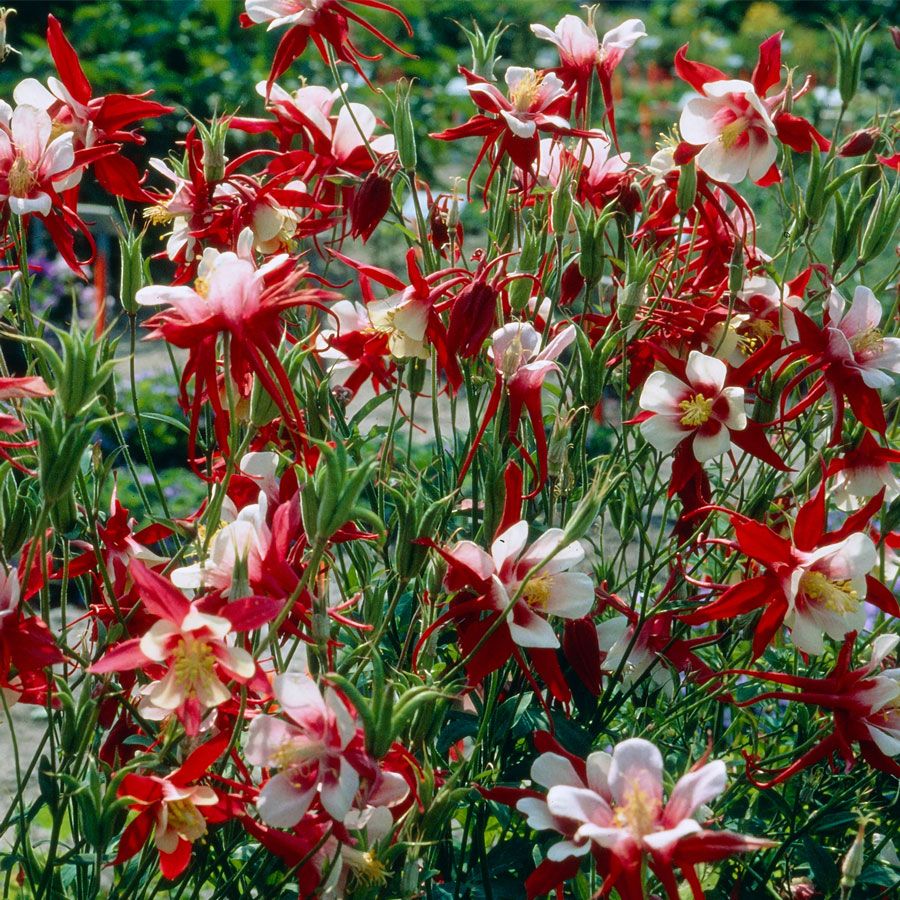 Aquilegia 'Crimson Star' Columbine Image