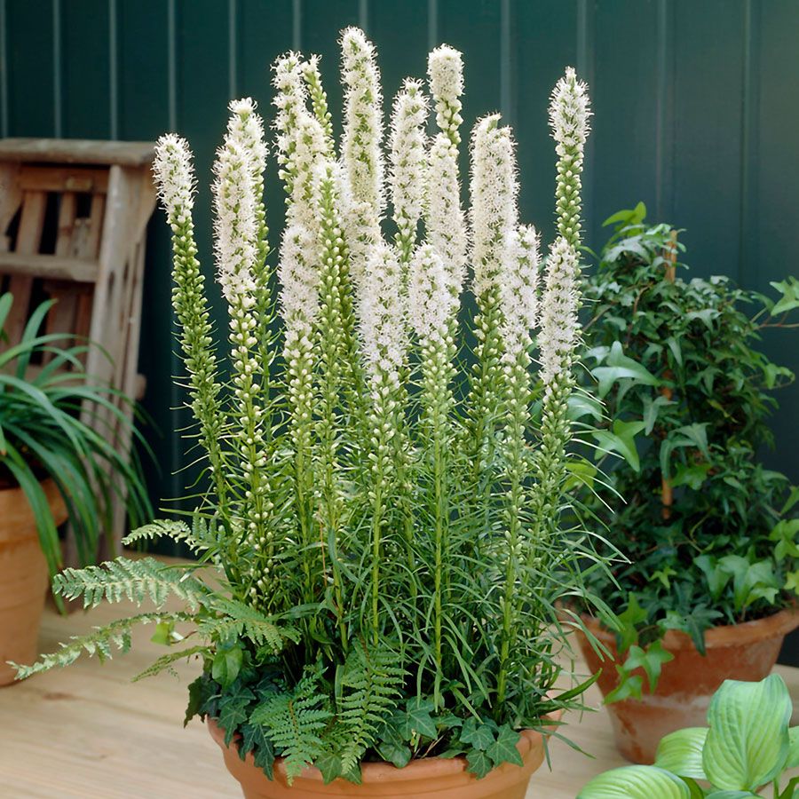 Liatris White Blazing Star Bulbs Image