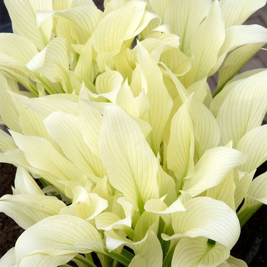Hosta White Feather Plantain Lily Image