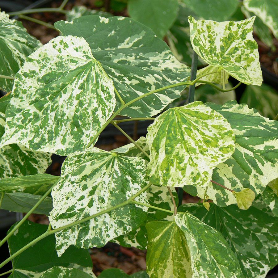 Cercis 'Alley Cat' Redbud Image