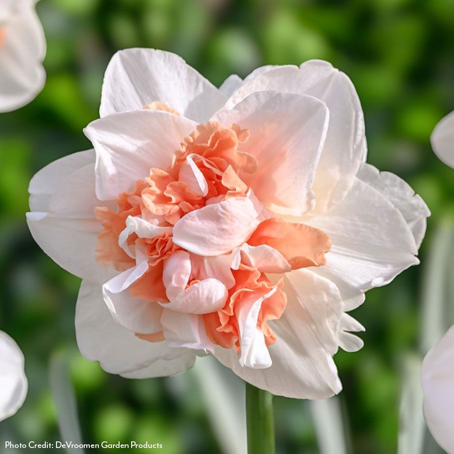 Narcissus My Story Daffodil Bulbs Image