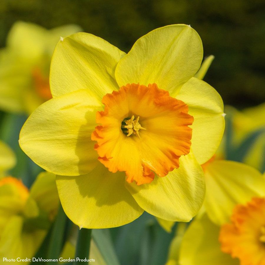 Narcissus Delibes Daffodil Bulbs Image