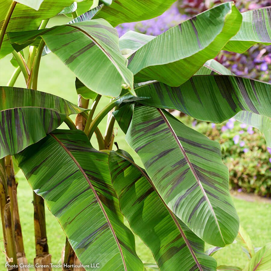 Musa 'Ever Red' Hardy Ornamental Banana Image