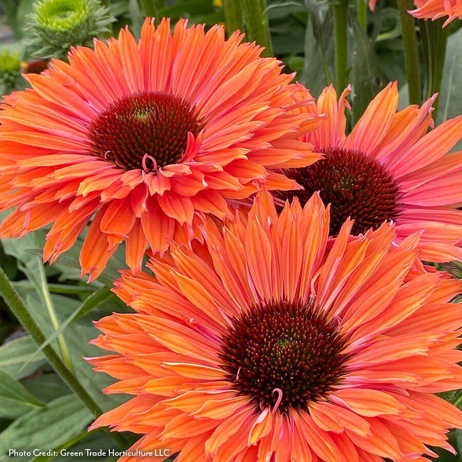 Echinacea SunSeekers&reg; Rainbow Coneflower Image