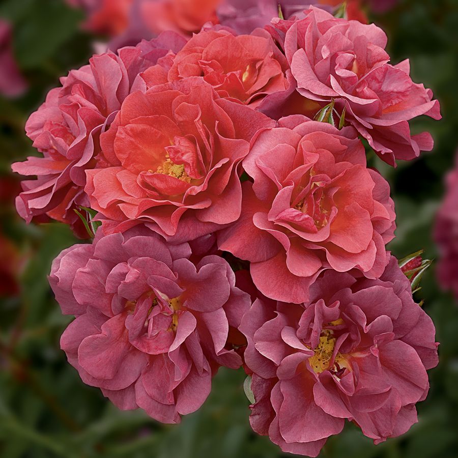 Cinco de Mayo&trade; Floribunda Rose Image