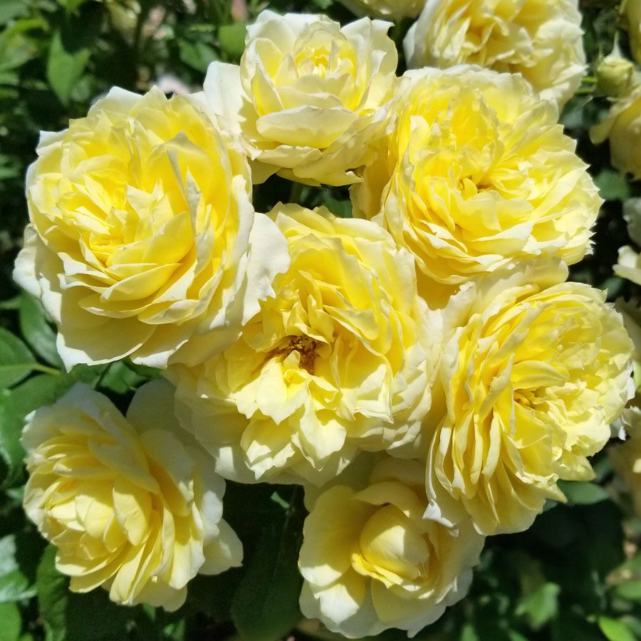 Lemon Burst Floribunda Rose Image