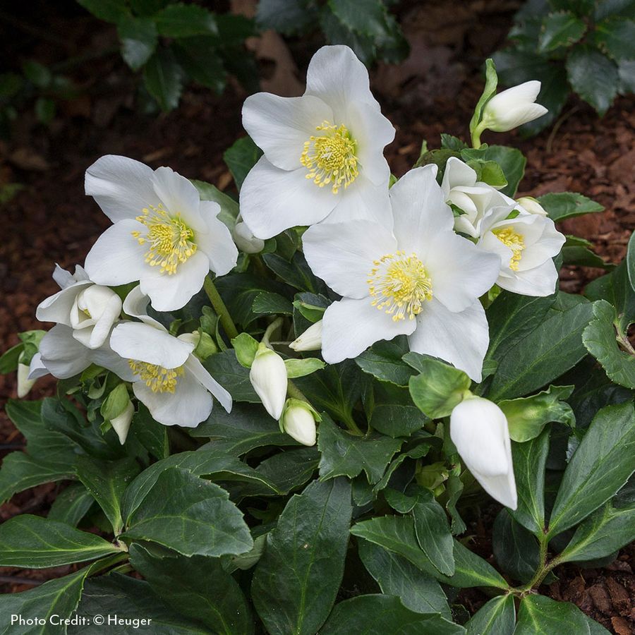 Helleborus HGC&reg; Joel Hellebore Image