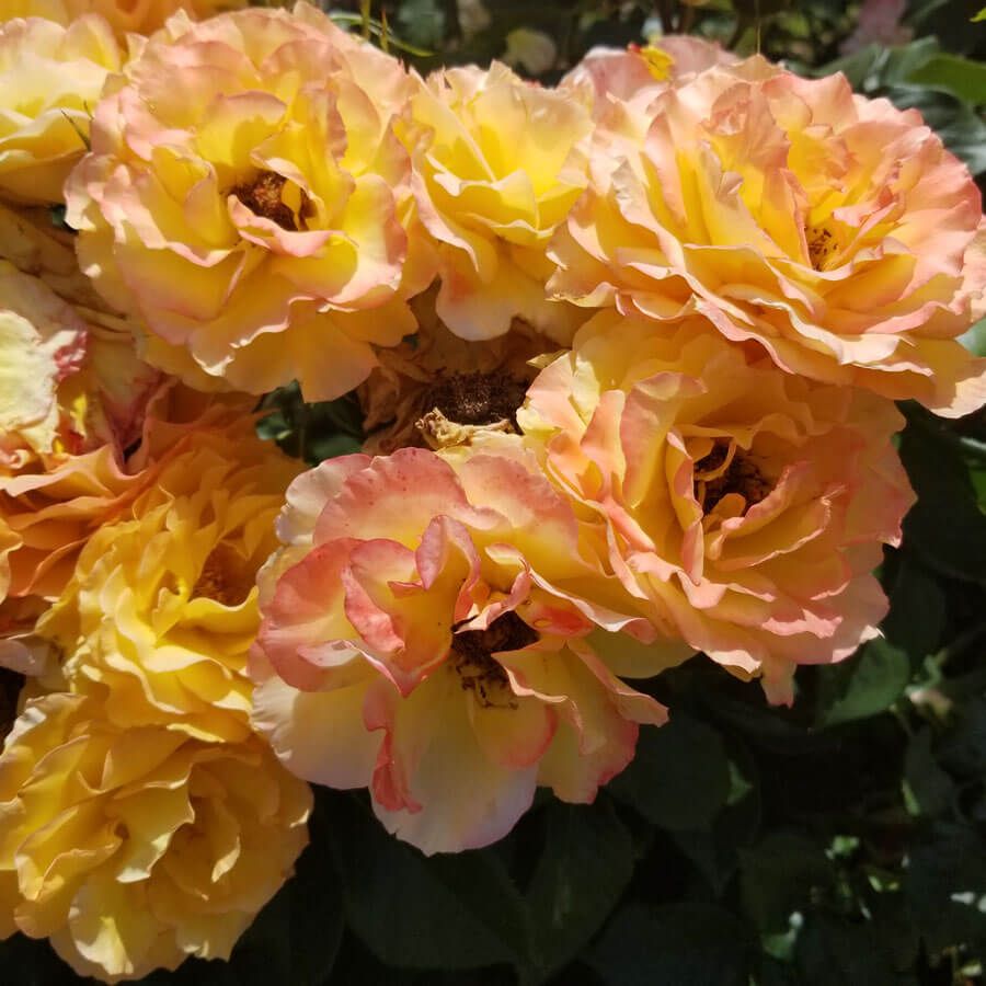 Ruffled Romance 24-Inch Patio Tree Rose Image