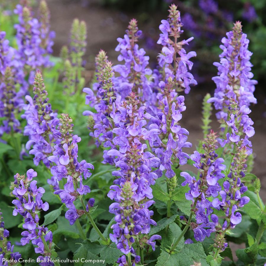 Salvia 'Sky Blue Marvel' Ornamental Sage Image
