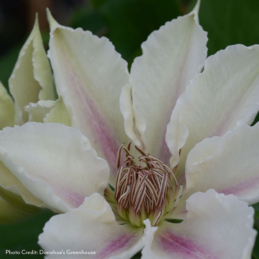Clematis Corinne&trade; Image