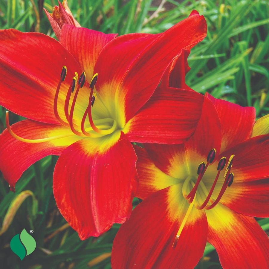 Hemerocallis 'Christmas Time' Daylily Image