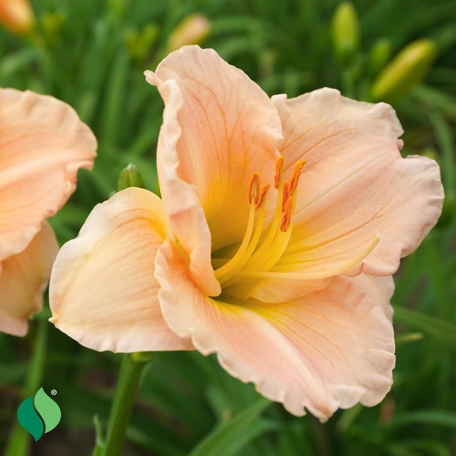 Hemerocallis Platinum Palette&trade; Pilgrim Pride Daylily Image