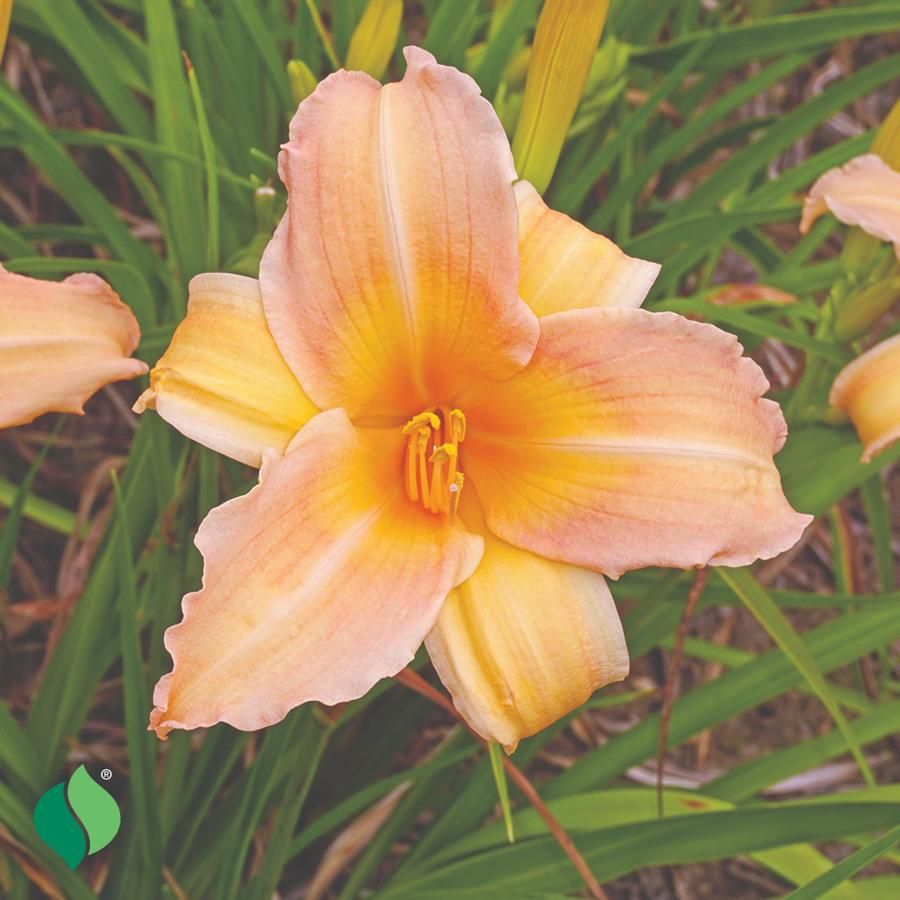 Hemerocallis Mini Pearl Daylily Image