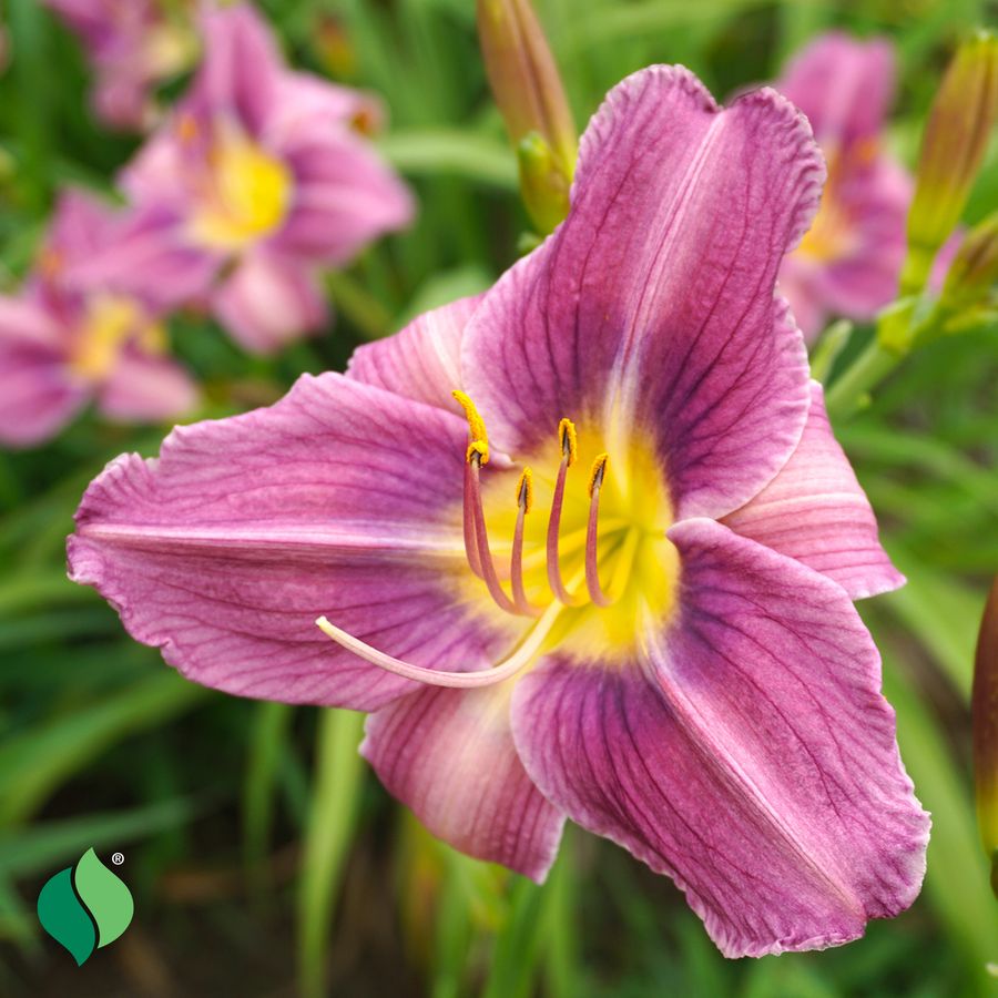 Hemerocallis Prairie Blue Eyes Daylily Image