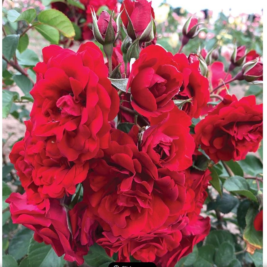 AC Navy Lady Shrub Rose Image