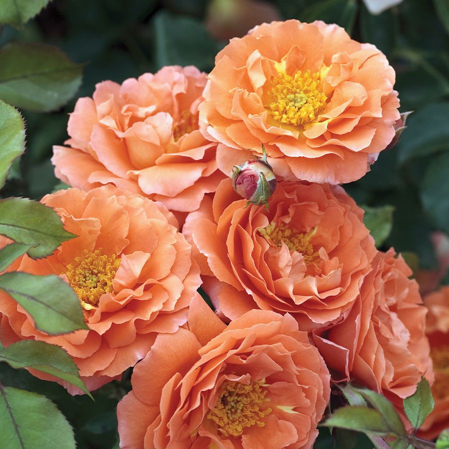 Adobe Sunrise&trade; Floribunda Rose Image