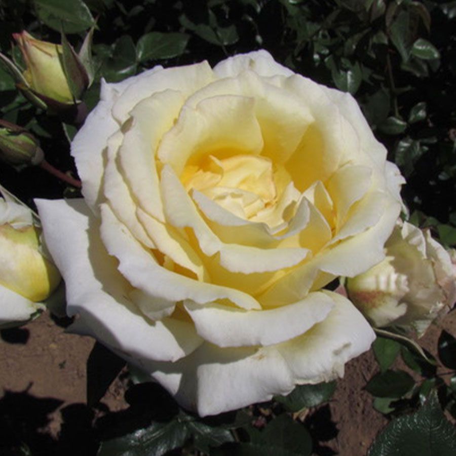 Big Ben Climbing Rose Image