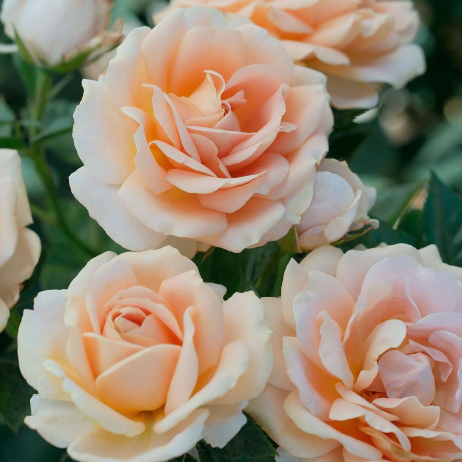 Champagne Dreams Floribunda Rose Image