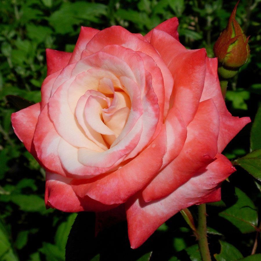 Gemini Hybrid Tea Rose Image