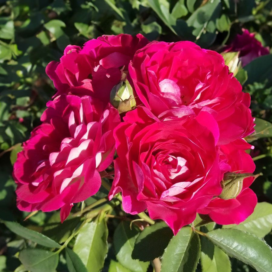 Magenta French Roses Magenta Magic Floribunda Rose | Jackson & Perkins