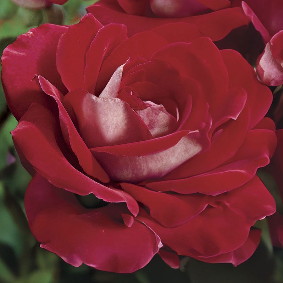 Ronald Reagan Hybrid Tea Rose Image