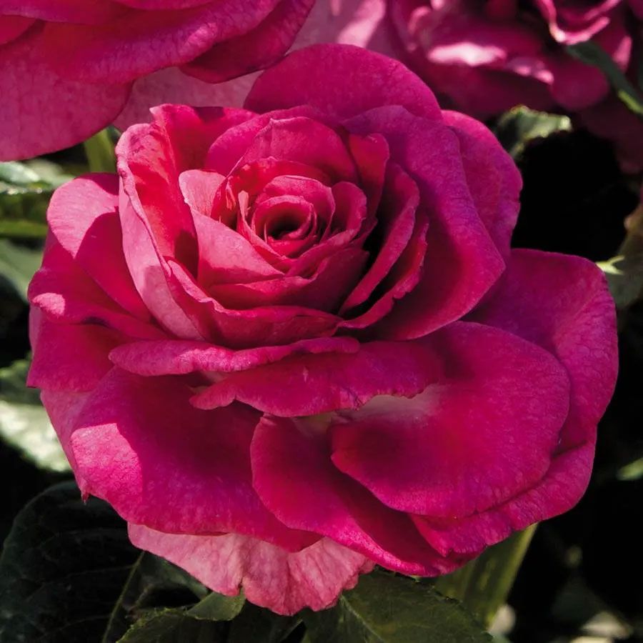 Sweet Intoxication Floribunda Rose Image
