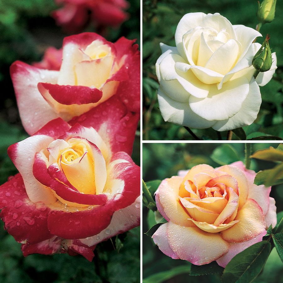 Hybrid Ruffled Roses Historic Hybrid Tea Roses Collection | Jackson & Perkins
