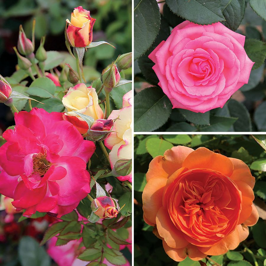 Cold Hardy Garden Roses Collection Image