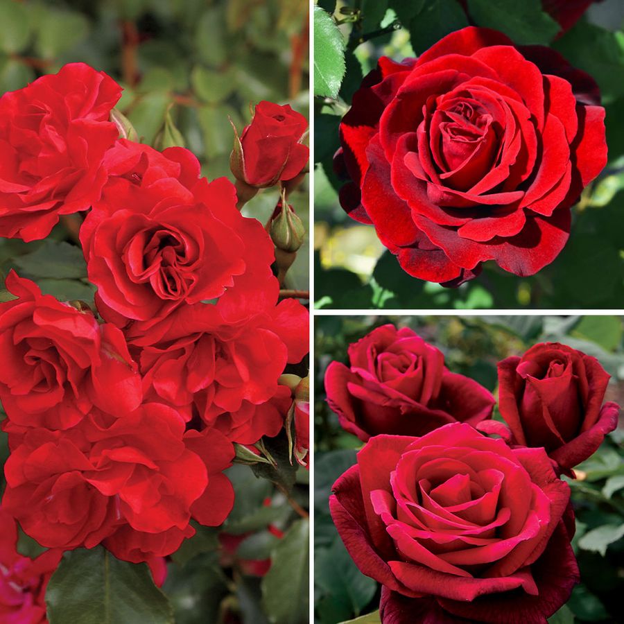 Passionate Reds Garden Roses Collection Image
