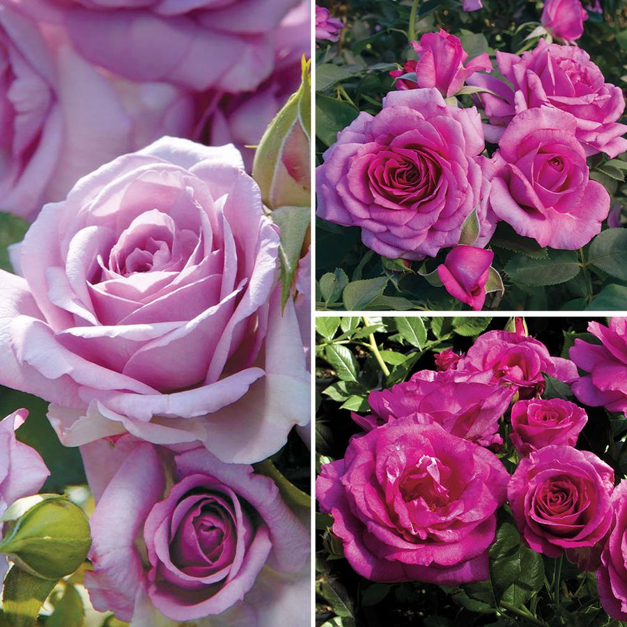 Lovely Lavender Garden Roses Collection Image