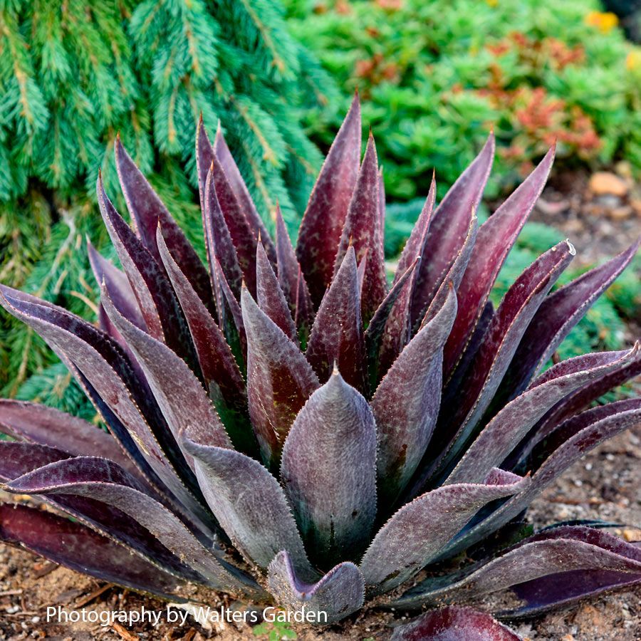 Mangave Art & Sol&reg; 'Thunderbird' Image