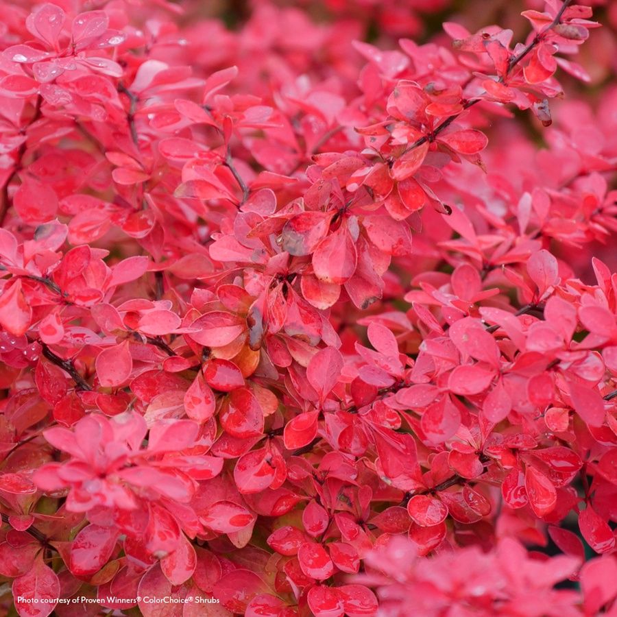 Berberis Sunjoy Fast Neo&reg; Barberry Image